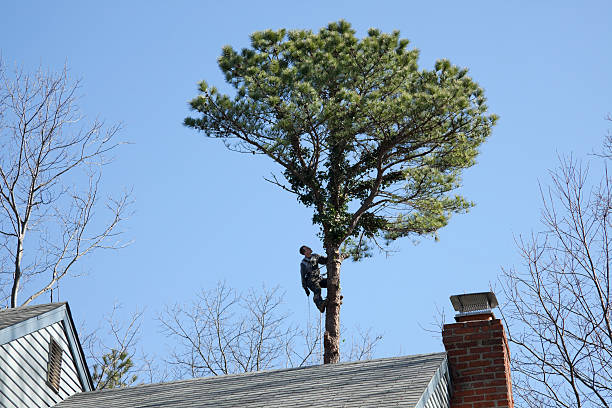 Best Hedge Trimming  in Oaklyn, NJ